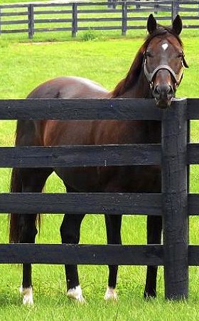 Kentucky Fence Responsibilities Property Owners