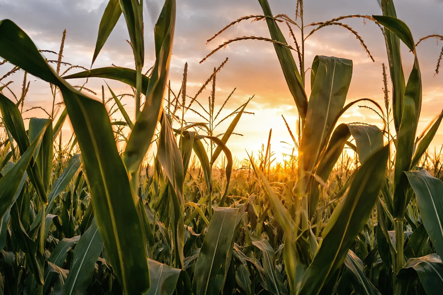 Cornfield in Iowa – Types of Land We Buy Close-up of Iowa cornfield at sunset with golden light filtering through tall crops.