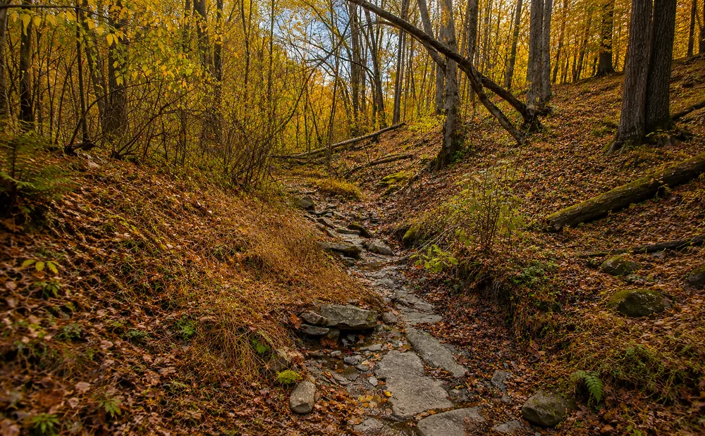 Wooded hunting land with fall foliage in Doddridge County, West Virginia